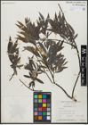 Foto von Salix gracilis Andersson